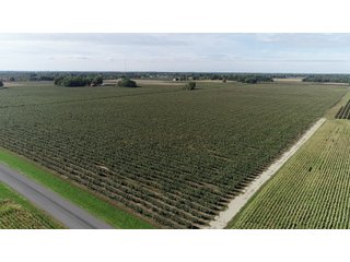 Van Buren County, Michigan Farmland - LAND AUCTION - 300+/- ACRES SPECIALTY CROP - GRAPES AND HOPS - OFFERED IN 8 TRACTS IN VAN BUREN COUNTY, MICHIGAN